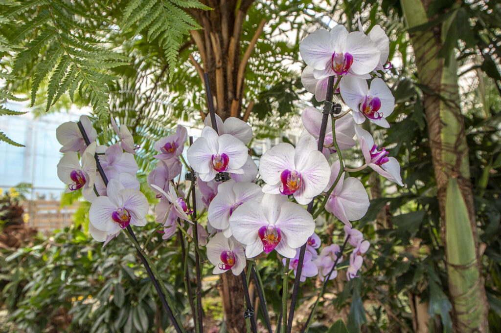 Trópusi kert és megannyi, szebbnél szebb orchidea Dobronakon