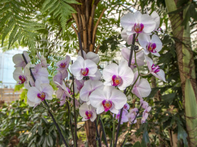 Trópusi kert és megannyi, szebbnél szebb orchidea Dobronakon