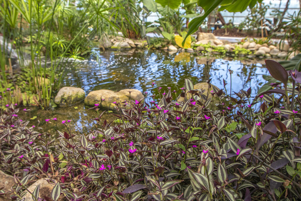 Trópusi kert és megannyi, szebbnél szebb orchidea Dobronakon