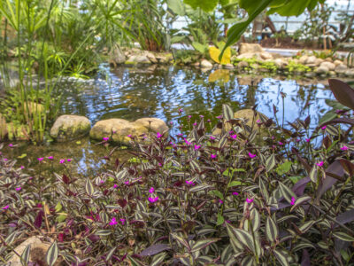 Trópusi kert és megannyi, szebbnél szebb orchidea Dobronakon