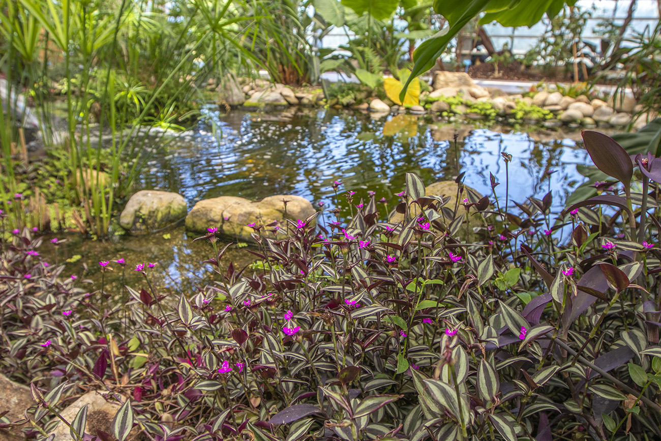 Trópusi kert és megannyi, szebbnél szebb orchidea Dobronakon