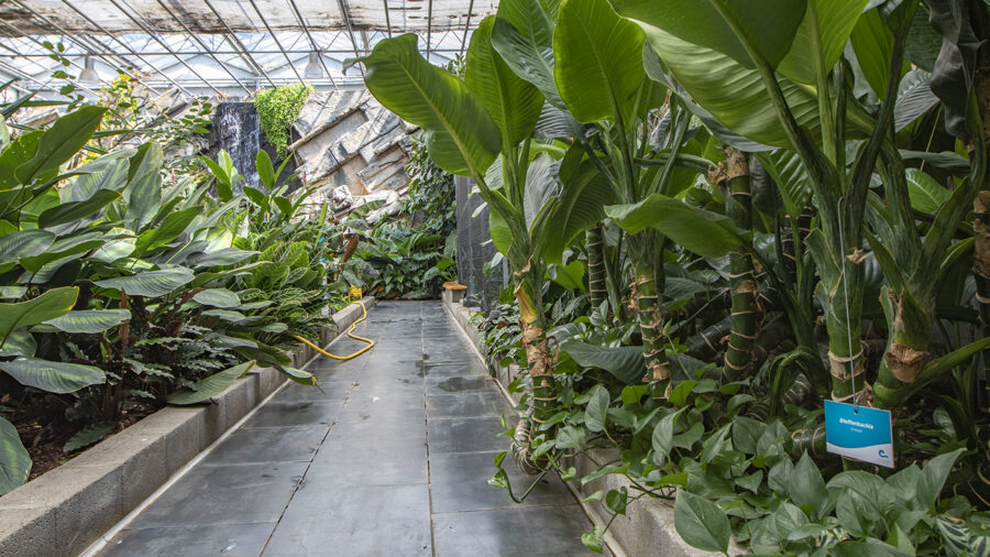 Trópusi kert és megannyi, szebbnél szebb orchidea Dobronakon