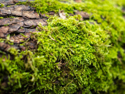 Napkelte a Julianus-kilátóban – januári túrázás a Dunakanyarban