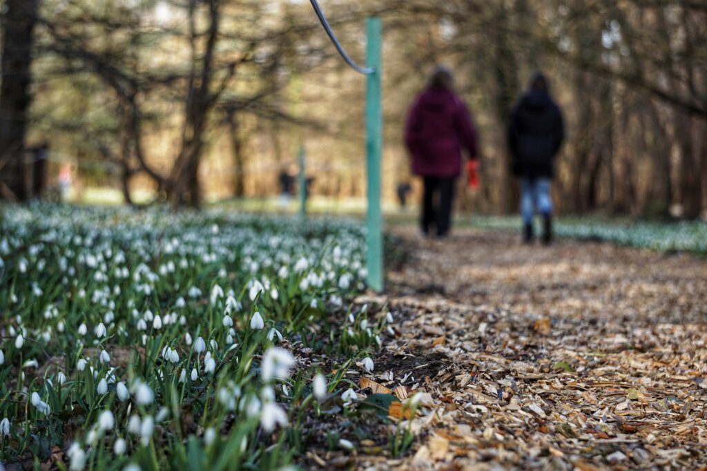 Február 14-én kezdődik a Hóvirágünnep az Alcsúti Arborétumban