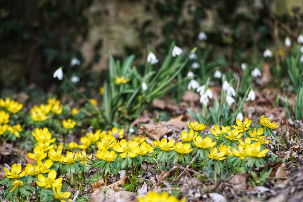 Február 14-én kezdődik a Hóvirágünnep az Alcsúti Arborétumban