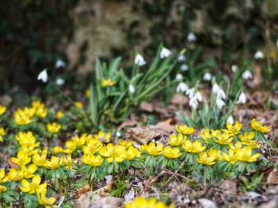 Február 14-én kezdődik a Hóvirágünnep az Alcsúti Arborétumban