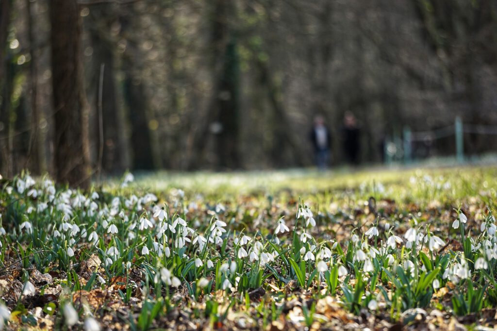 Február 14-én kezdődik a Hóvirágünnep az Alcsúti Arborétumban