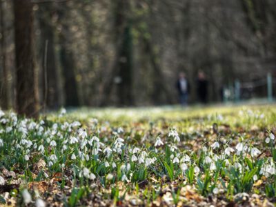 Február 14-én kezdődik a Hóvirágünnep az Alcsúti Arborétumban