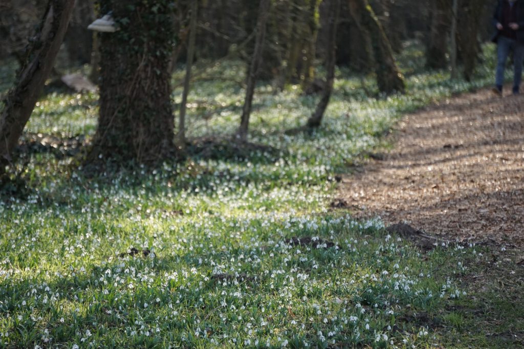 Február 14-én kezdődik a Hóvirágünnep az Alcsúti Arborétumban