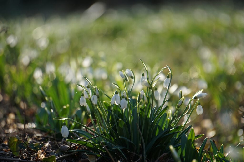 Február 14-én kezdődik a Hóvirágünnep az Alcsúti Arborétumban