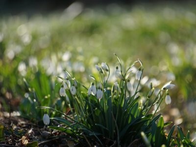Február 14-én kezdődik a Hóvirágünnep az Alcsúti Arborétumban