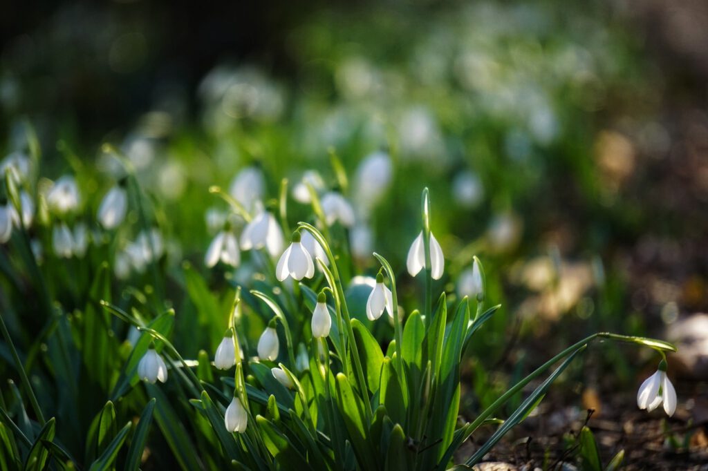 Február 14-én kezdődik a Hóvirágünnep az Alcsúti Arborétumban
