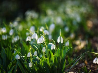 Február 14-én kezdődik a Hóvirágünnep az Alcsúti Arborétumban