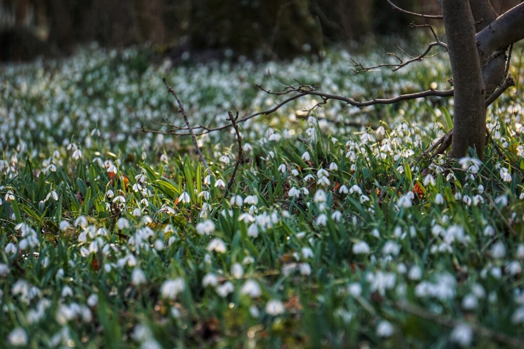 Február 14-én kezdődik a Hóvirágünnep az Alcsúti Arborétumban