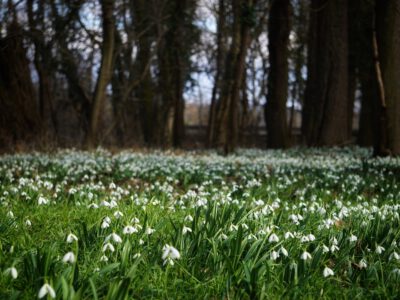 Február 14-én kezdődik a Hóvirágünnep az Alcsúti Arborétumban