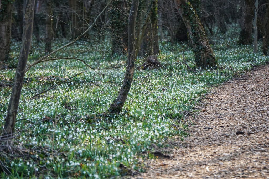 Február 14-én kezdődik a Hóvirágünnep az Alcsúti Arborétumban