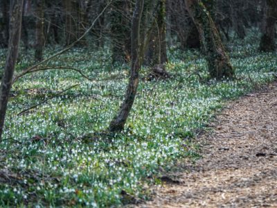 Február 14-én kezdődik a Hóvirágünnep az Alcsúti Arborétumban