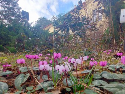 17 magyarországi arborétum ahol pompázó virágmezőt láthatunk