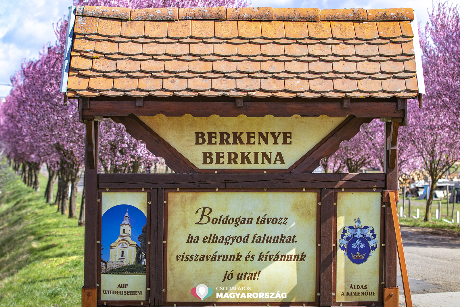 Teljes pompájukban virágzanak Berkenye vérszilvafái
