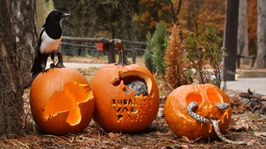 Halloween a Budakeszi Vadasparkban 2023