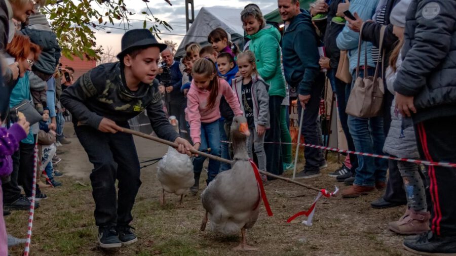 Márton napi libafuttatás a Rókus pincéknél 2023 Dunaföldvár