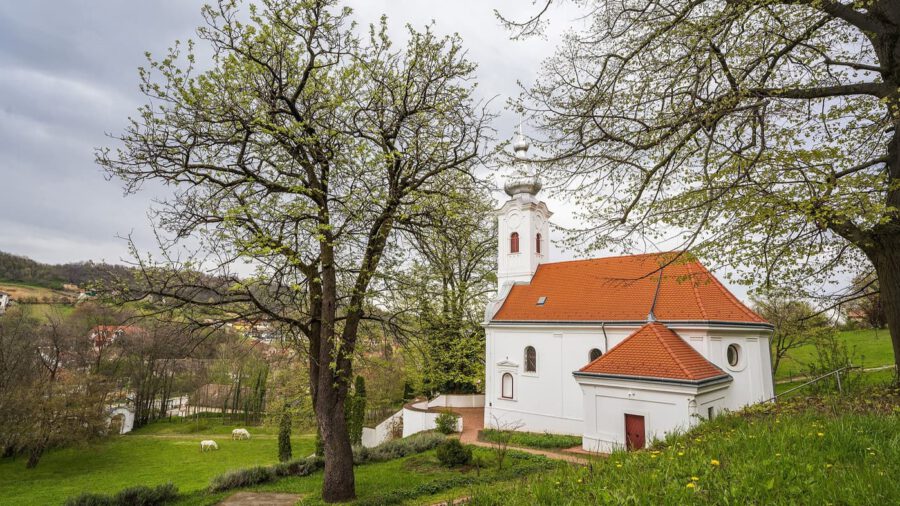Szekszárd 150 éves berkenyéje lett 2023-ban az Év Fája