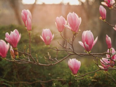 A tavaszi virágzás varázslata: tündöklő magnóliák a szegedi Széchényi téren