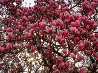 A tavaszi virágzás varázslata: tündöklő magnóliák a szegedi Széchényi téren