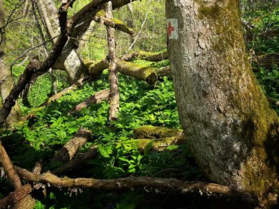 Túra a Burok-völgyben – Tavaszi kirándulás a bakonyi őserdőben