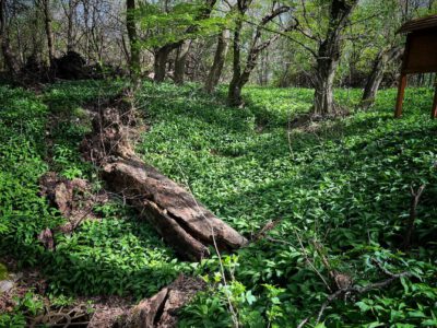 Túra a Burok-völgyben – Tavaszi kirándulás a bakonyi őserdőben