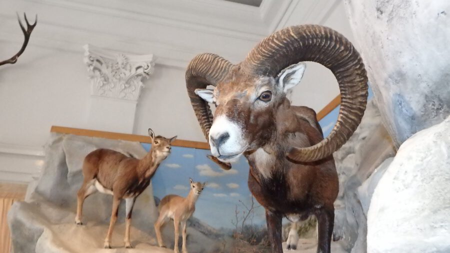 Bakonyi Természettudományi Múzeum, Zirc