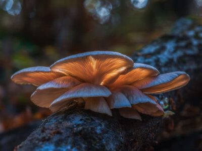 Varázslatos, ahogy az ősz körbeöleli az Apci tengerszemet