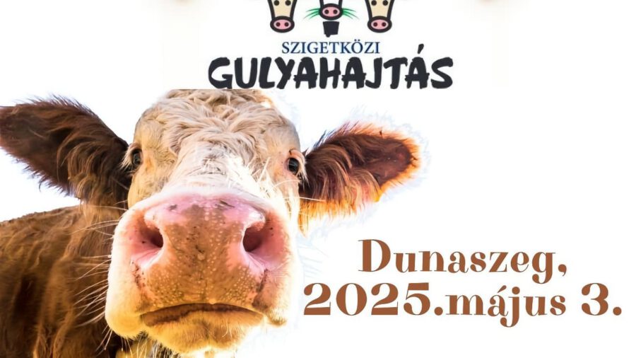 Szigetközi Gulyahajtás 2025 Dunaszeg - Elmarad