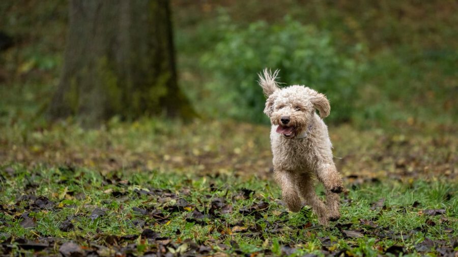 Szarvasgomba és Lagotto Fesztivál 2026 Alsópetény