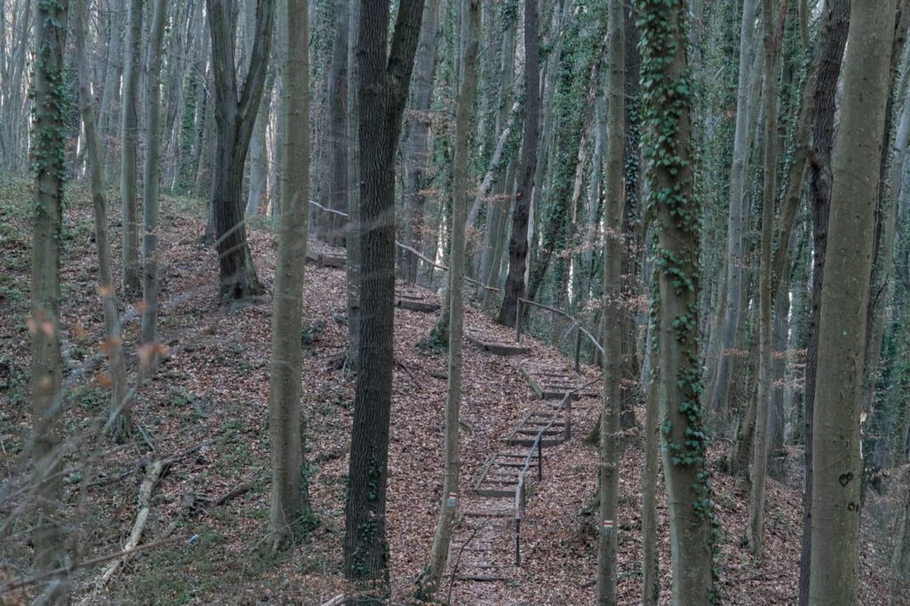A Zselic felfedezésre váró kincse: barangolj a Gyertyánosi-parkerdőben