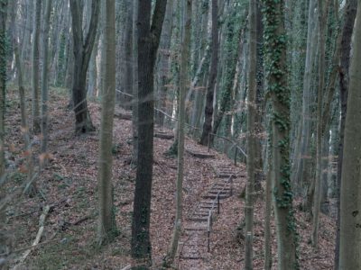 A Zselic felfedezésre váró kincse: barangolj a Gyertyánosi-parkerdőben