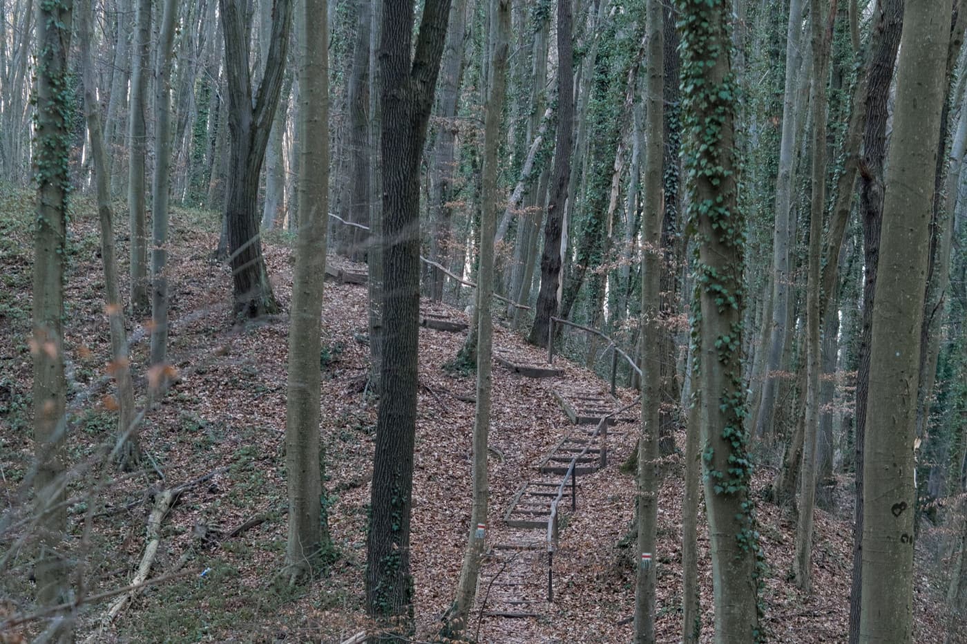 A Zselic felfedezésre váró kincse: barangolj a Gyertyánosi-parkerdőben