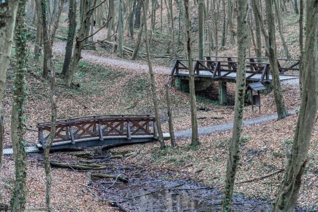 A Zselic felfedezésre váró kincse: barangolj a Gyertyánosi-parkerdőben