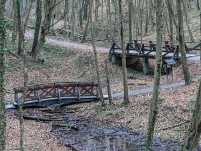 A Zselic felfedezésre váró kincse: barangolj a Gyertyánosi-parkerdőben