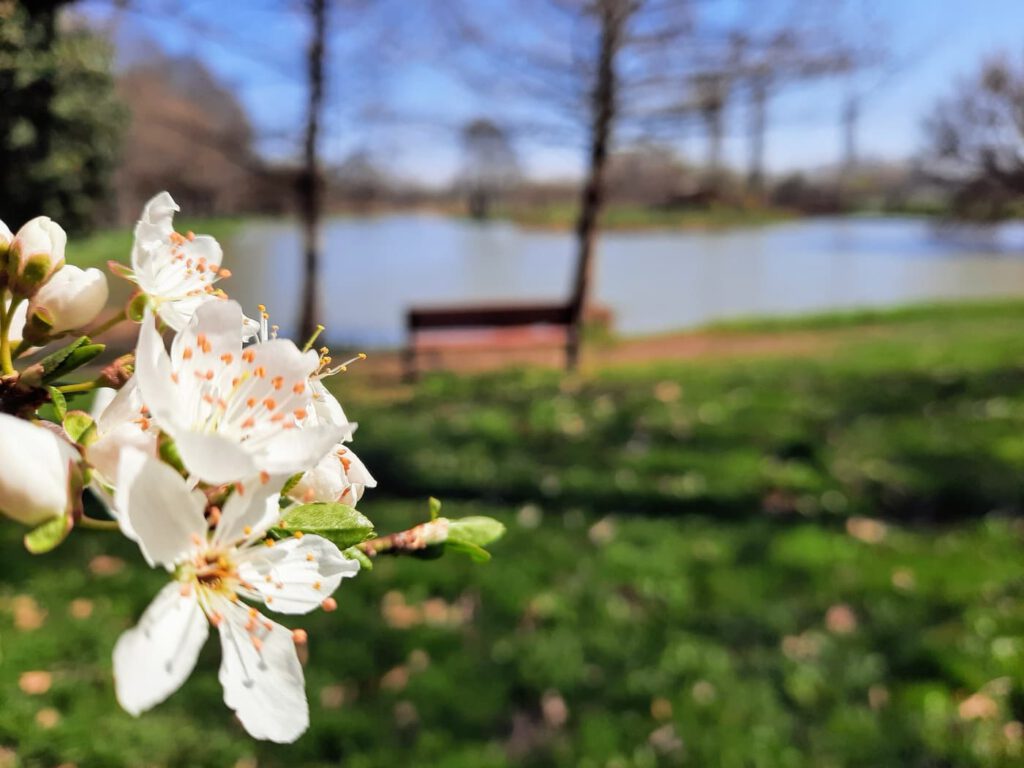 Tavaszi úti tipp: Pellérd és a Brázay-kastély lenyűgöző parkja
