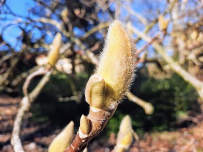 Virágtenger és tavaszi varázslat a Sellyei Arborétumban