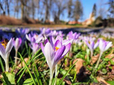 Virágtenger és tavaszi varázslat a Sellyei Arborétumban