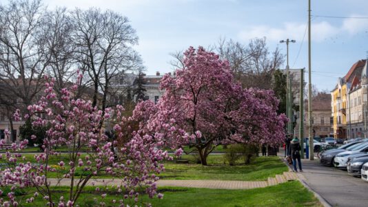 Szeged tavaszi arca: a magnóliák káprázatos virágzása