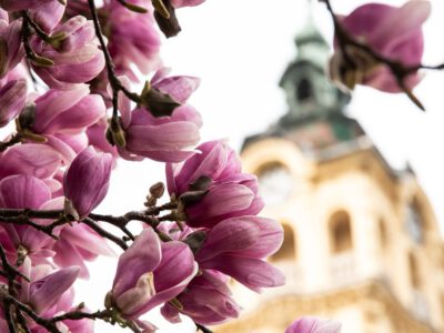 Szeged tavaszi arca: a magnóliák káprázatos virágzása