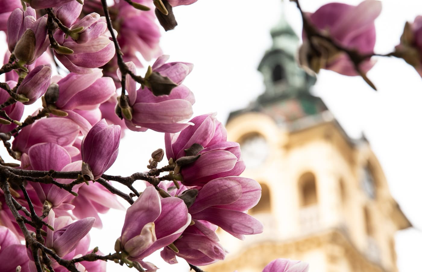 Szeged tavaszi arca: a magnóliák káprázatos virágzása
