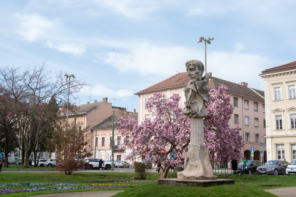 Szeged tavaszi arca: a magnóliák káprázatos virágzása