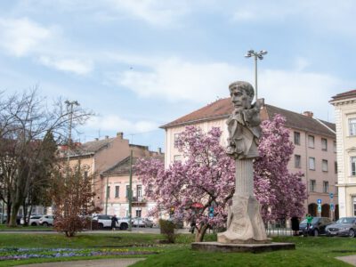 Szeged tavaszi arca: a magnóliák káprázatos virágzása