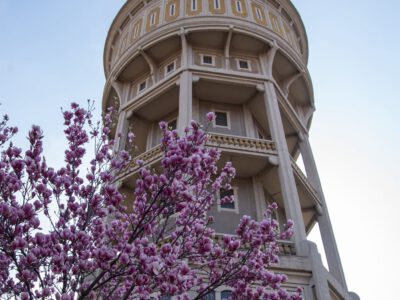 Szeged tavaszi arca: a magnóliák káprázatos virágzása