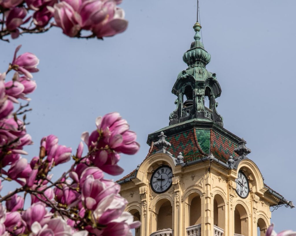 Szeged tavaszi arca: a magnóliák káprázatos virágzása