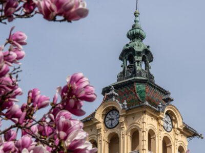 Szeged tavaszi arca: a magnóliák káprázatos virágzása